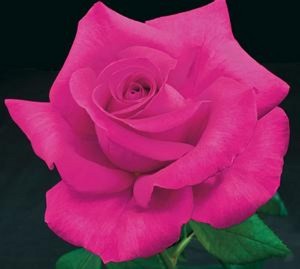 ALL MY LOVING (hybrid tea)
